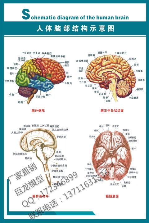 医学挂图人体系统示意图14《人体脑部结构示意图》PVC写真|一淘网优惠购|购就省钱