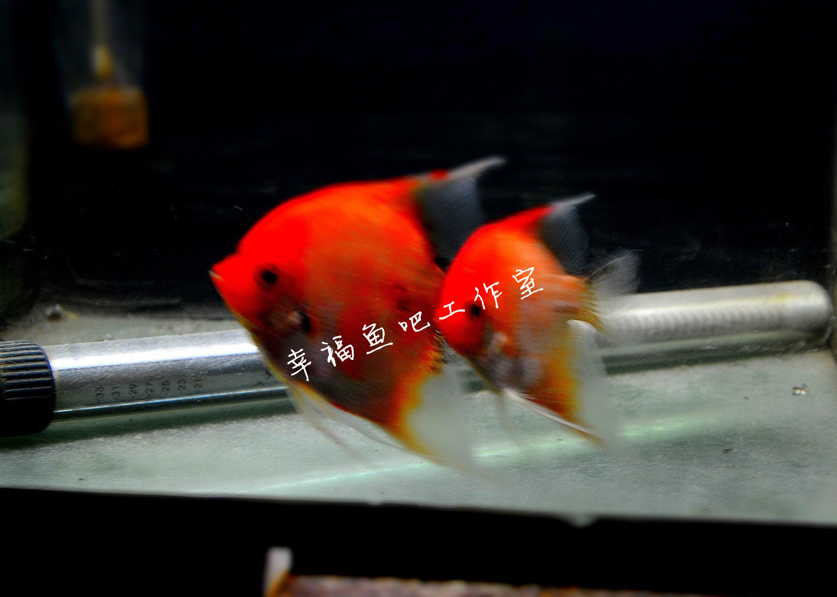 德系威<em>汗</em>红魔鬼神仙鱼 鱼苗 燕鱼 观赏鱼 红魔鬼