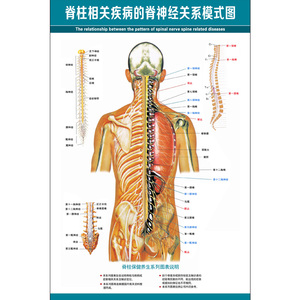 医学脊柱图 脊柱相关疾病的脊神经关系模式图