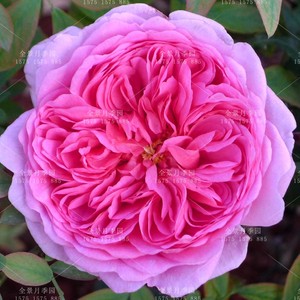 奥斯汀进口欧月 月季 肯特公主亚历山德拉公主 灌木 包对版扦插苗优惠价14.8元,奥斯汀进口欧月精心为您挑选-麦尔网购导航-网购宝