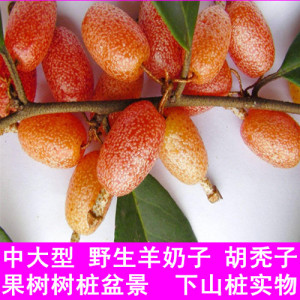 深山野生 羊奶子树桩盆景 胡秃子下山桩盆栽 中