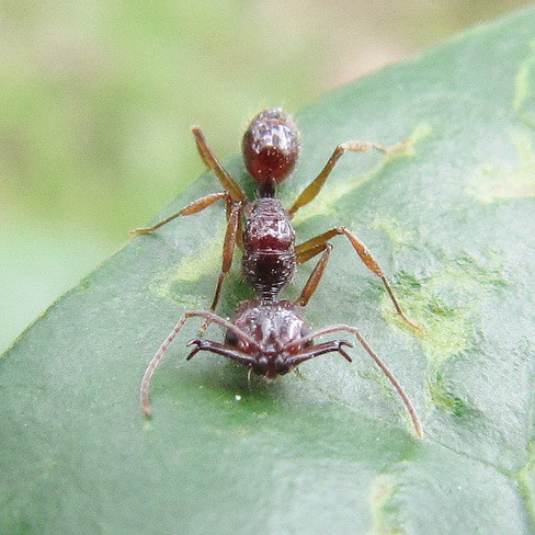 宠物蚂蚁|里氏钩猛蚁|anochetus risii|1后几十工