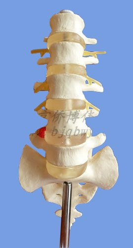 18109腰椎模型 人体脊柱 五节腰脊椎间盘骶骨 骨骼模型实拍细节图