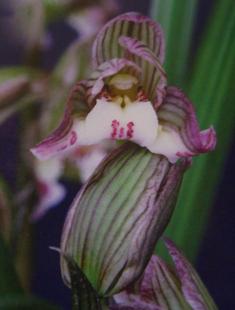 兰花---春剑篇 - 风轻云淡 - 风轻云淡