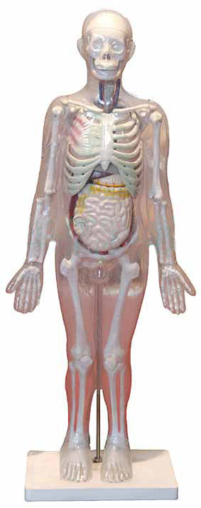 85cm人体体表,人体骨骼与内脏关系模型,骨骼与内脏模型