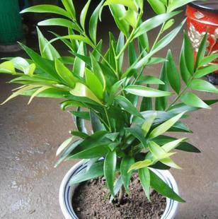 新进高档盆栽耐寒植物四季长青花卉铁茉莉