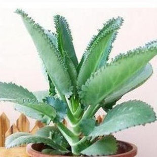 落叶归根 稀少的盆栽花卉l芦荟★植物鲜花 速递