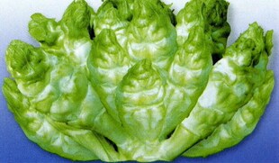 蔬菜种子 抱子芥 超生菜 儿菜 娃儿菜种子 腌 炒开胃下饭100粒1元-淘宝网