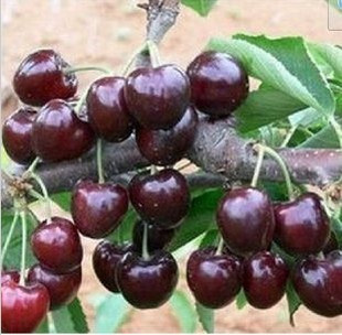 适合南方种植的 黑樱桃苗 樱桃树 樱桃新品种 3