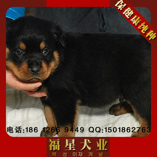 精品赛级纯种罗威纳犬幼犬宠物狗狗出售可刷卡挑选空间大绝对漂亮