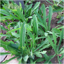 【曲麻菜种子】最新最全曲麻菜种子 产品参考