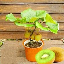 【猕猴桃盆栽果树苗】最新最全猕猴桃盆栽果树