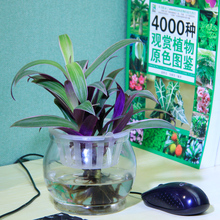 蚌兰花紫背万年青防辐射办公室内绿植迷你小