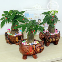 【办公室植物招财树】最新最全办公室植物招财