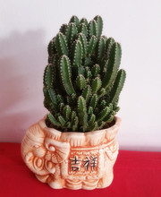 【仙人掌科仙人柱】最新最全仙人掌科仙人柱搭