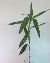 【水里养的花】最新最全水里养的花 产品参考