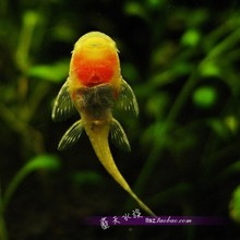 【黄金大胡子鱼】最新最全黄金大胡子鱼 产品