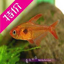 【喷火灯】最新最全喷火灯 产品参考信息