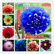 【大丽花种球】最新最全大丽花种球 产品参考信息_一淘搜索