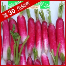【红皮萝卜】最新最全红皮萝卜 产品参考信息