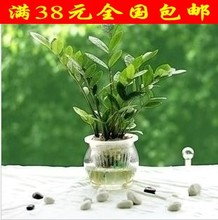 【金钱树苗】最新最全金钱树苗 产品参考信息