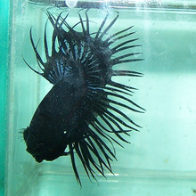 【狮王鱼】最新最全狮王鱼 产品参考信息