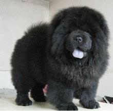 【黑色松狮犬】最新最全黑色松狮犬 产品参考