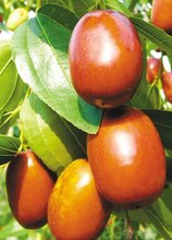 【保定大枣】最新最全保定大枣 产品参考信息