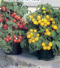 【盆栽番茄苗】最新最全盆栽番茄苗 产品参考信息_一淘搜索