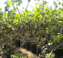 【红提子树】最新最全红提子树 产品参考信息