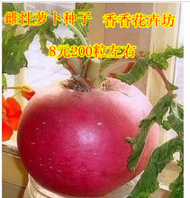 【抗风红萝卜种子】最新最全抗风红萝卜种子 