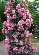 【粉色达芬奇】最新最全粉色达芬奇 产品参考信息_一淘搜索