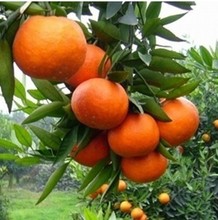 【砂糖橘盆栽】最新最全砂糖橘盆栽 产品参考