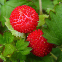 【家庭盆栽种植水果】最新最全家庭盆栽种植水