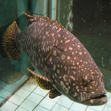 【龙胆鱼】最新最全龙胆鱼 产品参考信息