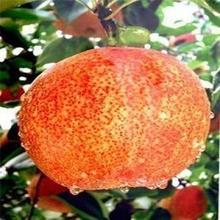 【梨树新品种】最新最全梨树新品种返利优惠