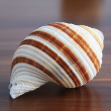 【大海螺壳】最新最全大海螺壳 产品参考信息