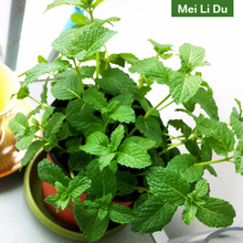 【家庭种植薄荷】最新最全家庭种植薄荷 产品