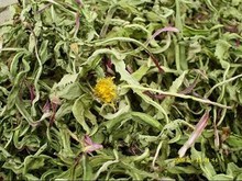 【干蒲公英】最新最全干蒲公英 产品参考信息_一淘搜索