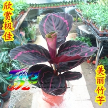 【美丽竹芋盆栽】最新最全美丽竹芋盆栽 产品参考信息_一淘搜索