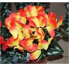 【仙鹤来花】最新最全仙鹤来花 产品参考信息