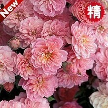 【无刺蔷薇花苗盆栽】最新最全无刺蔷薇花苗盆