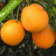 【橙子树苗】最新最全橙子树苗 产品参考信息