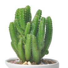 【仙人掌仙人柱】最新最全仙人掌仙人柱 产品