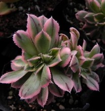 【缀化多肉植物】最新最全缀化多肉植物 产品