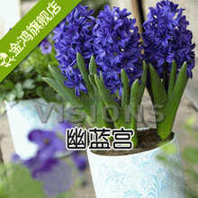 【<em>败犬女王风信子</em>】最新最全<em>败犬女王风信子</em> 