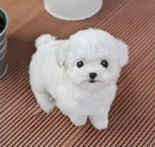 【白色茶杯泰迪犬】最新最全白色茶杯泰迪犬