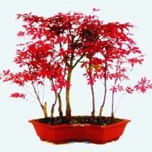 【日本红枫盆景】最新最全日本红枫盆景 产品