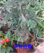 【澳洲松盆景】_澳洲松盆景价格\/图片\/评价\/怎