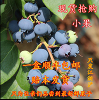 有机蓝莓鲜果 青岛胶南铁山镇生态园当日采摘